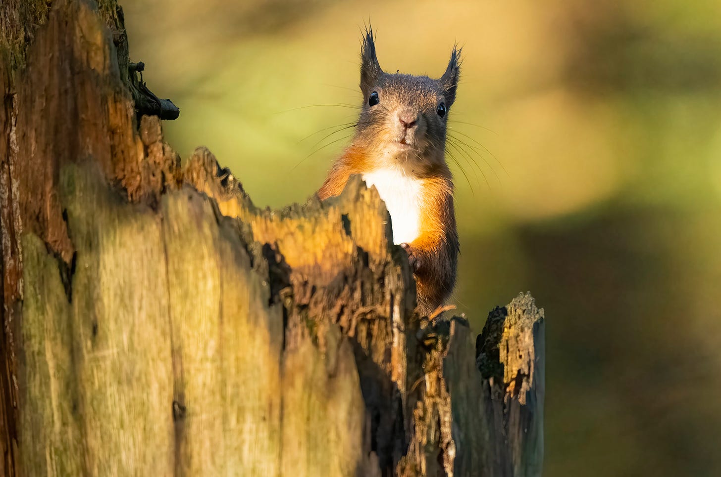 Photo of a red squirrel sticking its head up from behind a tree stump