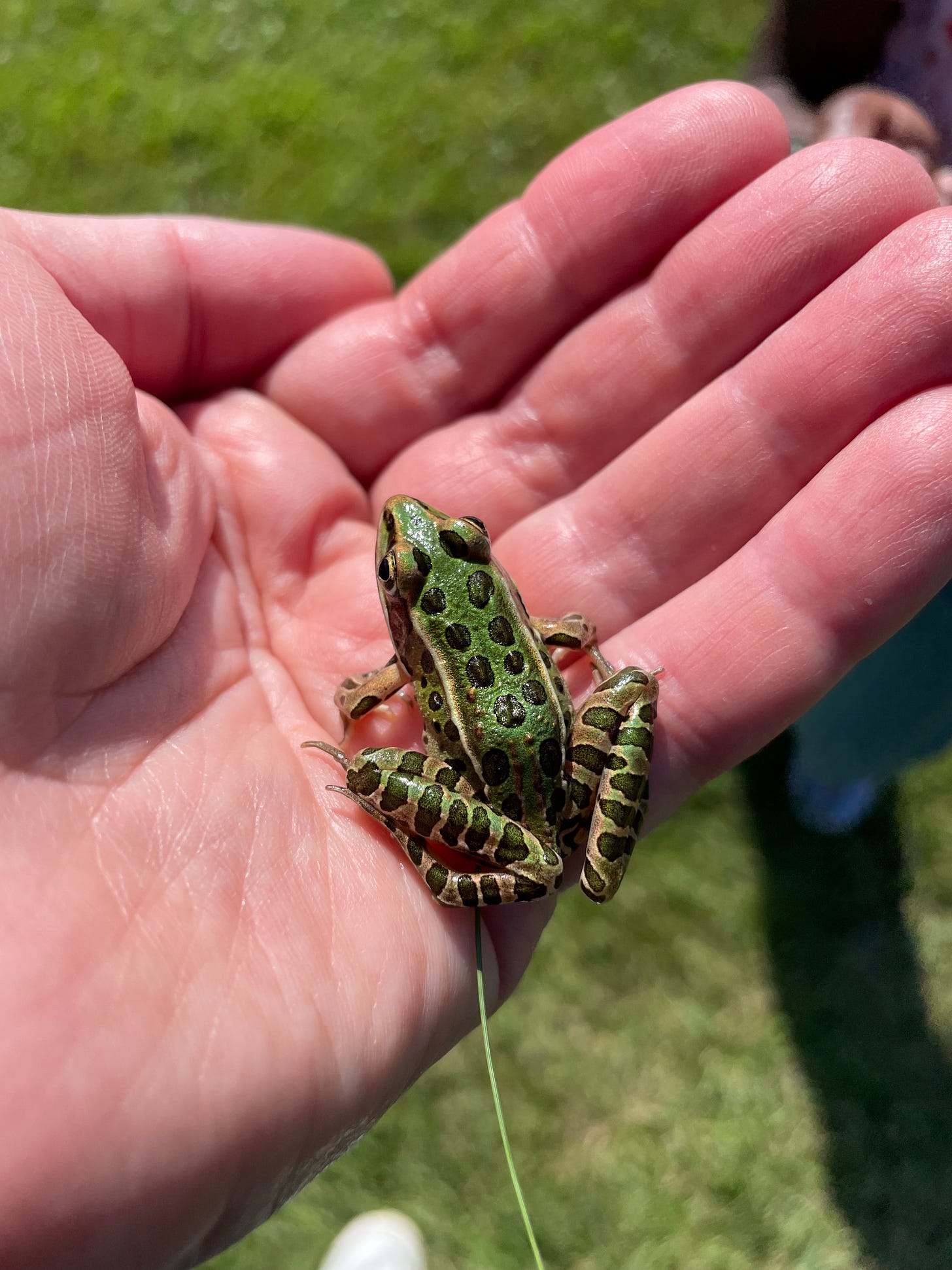 Vet Successfully Sews One Stitch in Tiny Tree Frog Whose Lung Was Exposed,  Loving 'all Creatures Great and Small' - Happy News