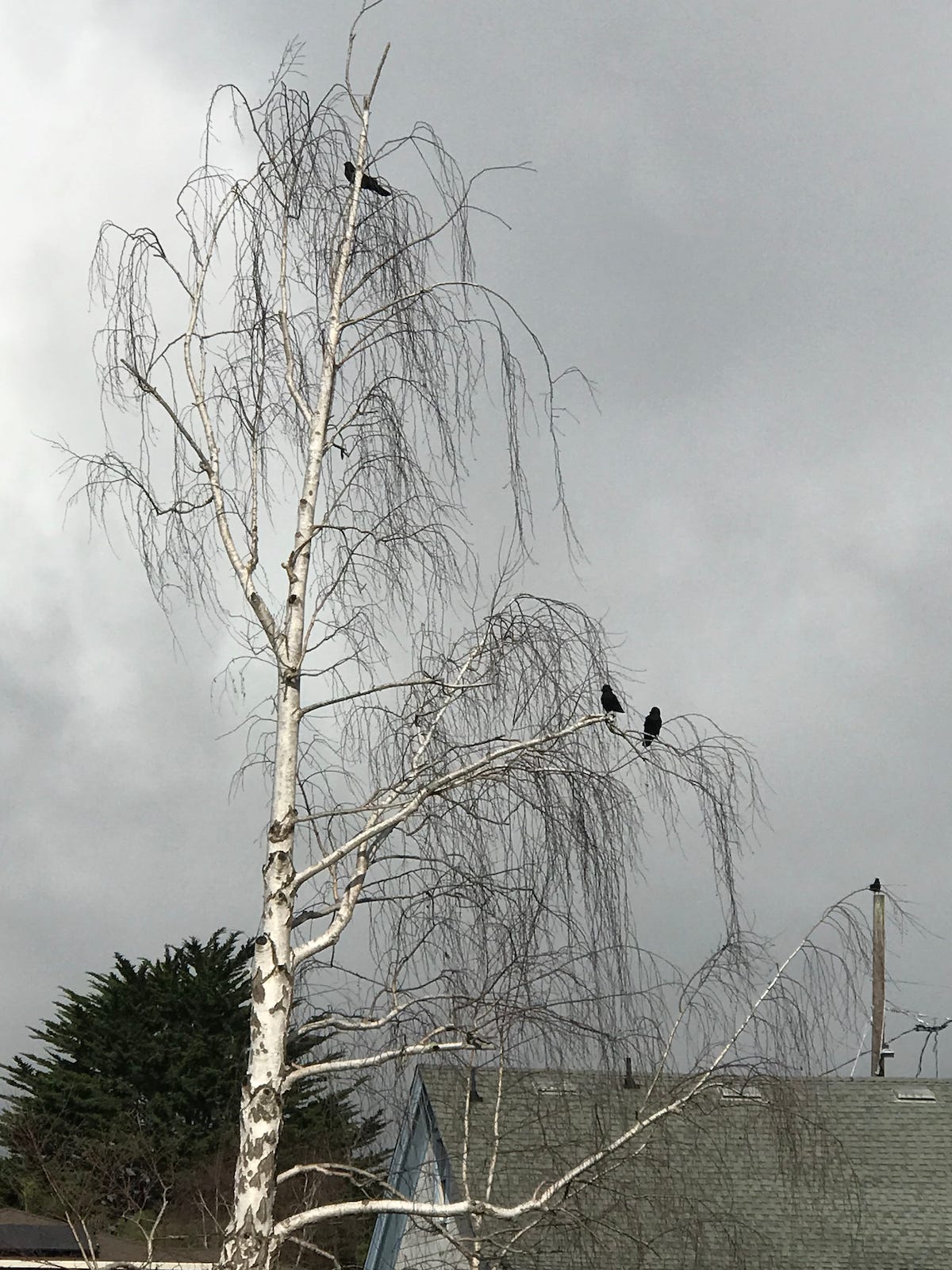 3 crows in winter tree against grey stormy sky