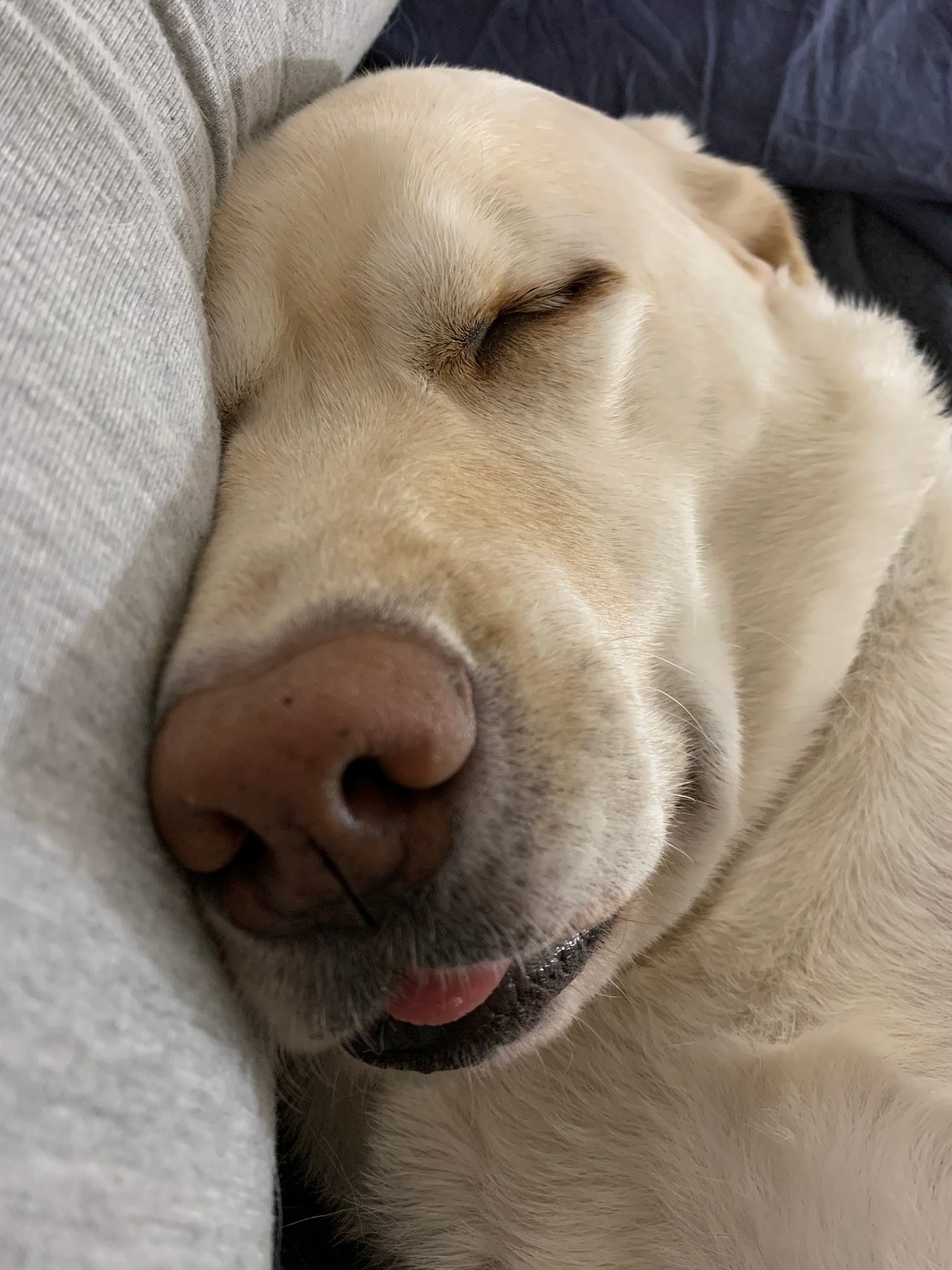 A yellow Labrador retriever sleeps with her head against a pillow. Her tongue is sticking out. 