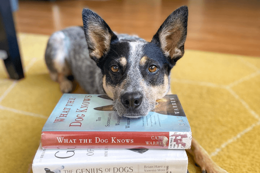 Scout the blue heeler rests her chin on a stack of dog ownership and animal-related library books