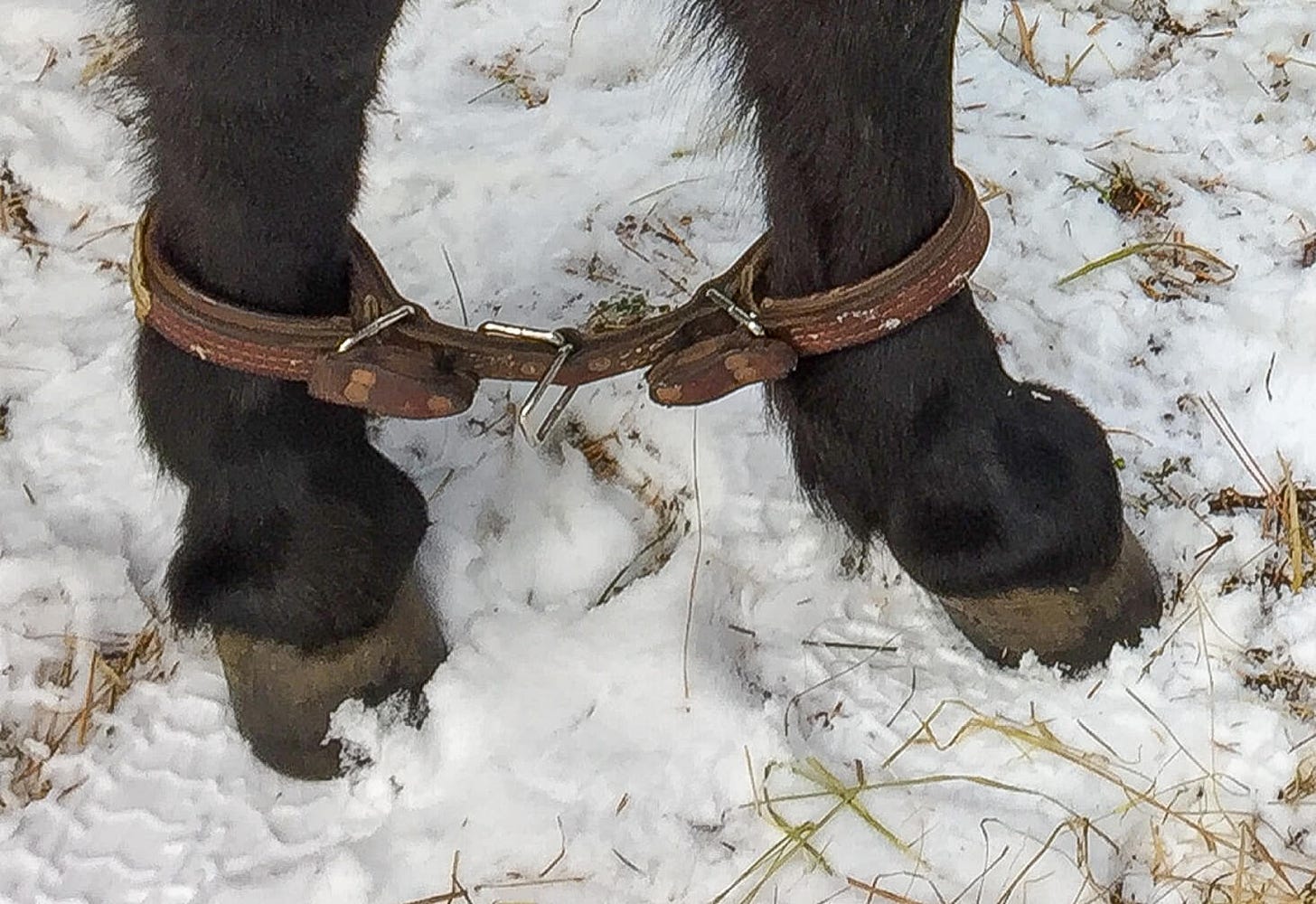 The How and Why of Hobbles - This Restraint Tool is Useful for All Equines  - Articles - The Northwest Horse Source