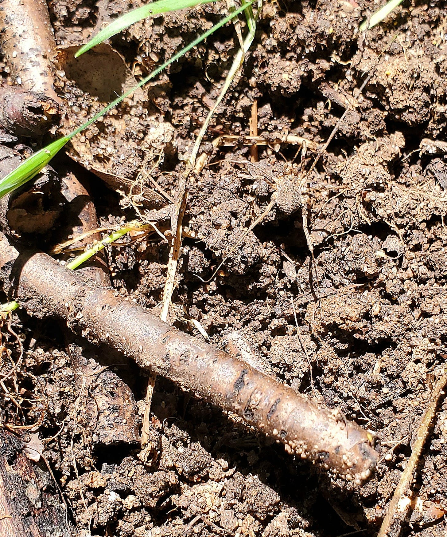 Spider dislodged by weed-pulling