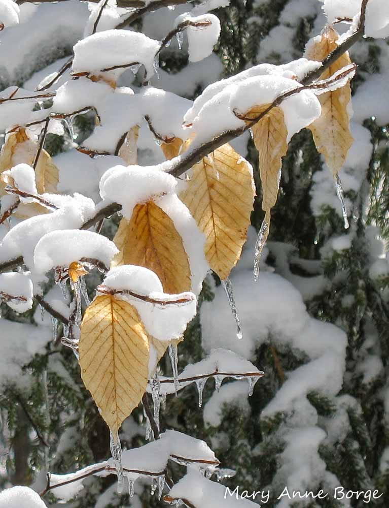 American Beech | The Natural Web