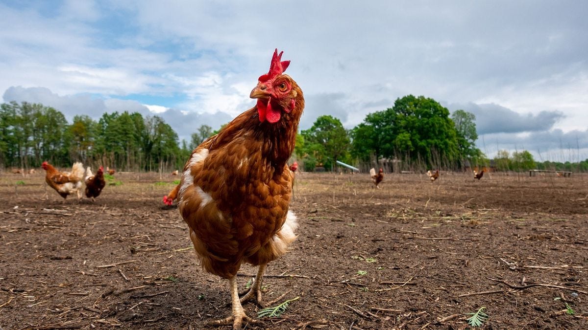 El avance de la gripe aviar mantiene encendida las alarmas del gobierno