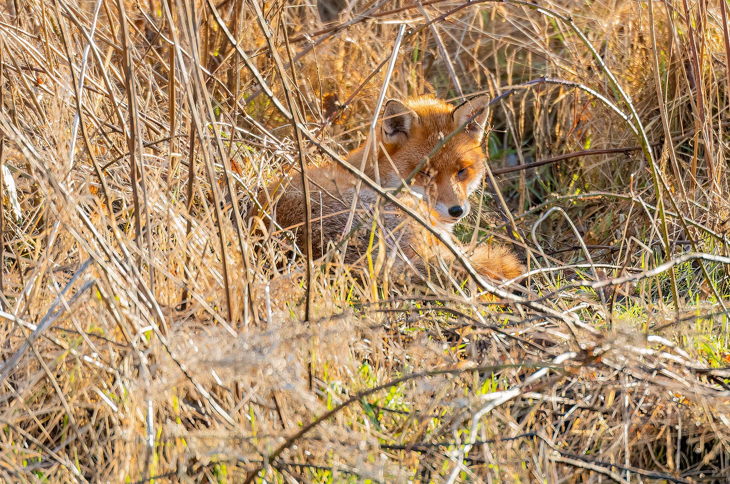 Photo of a red fox cured up in long grass with its eyes closed
