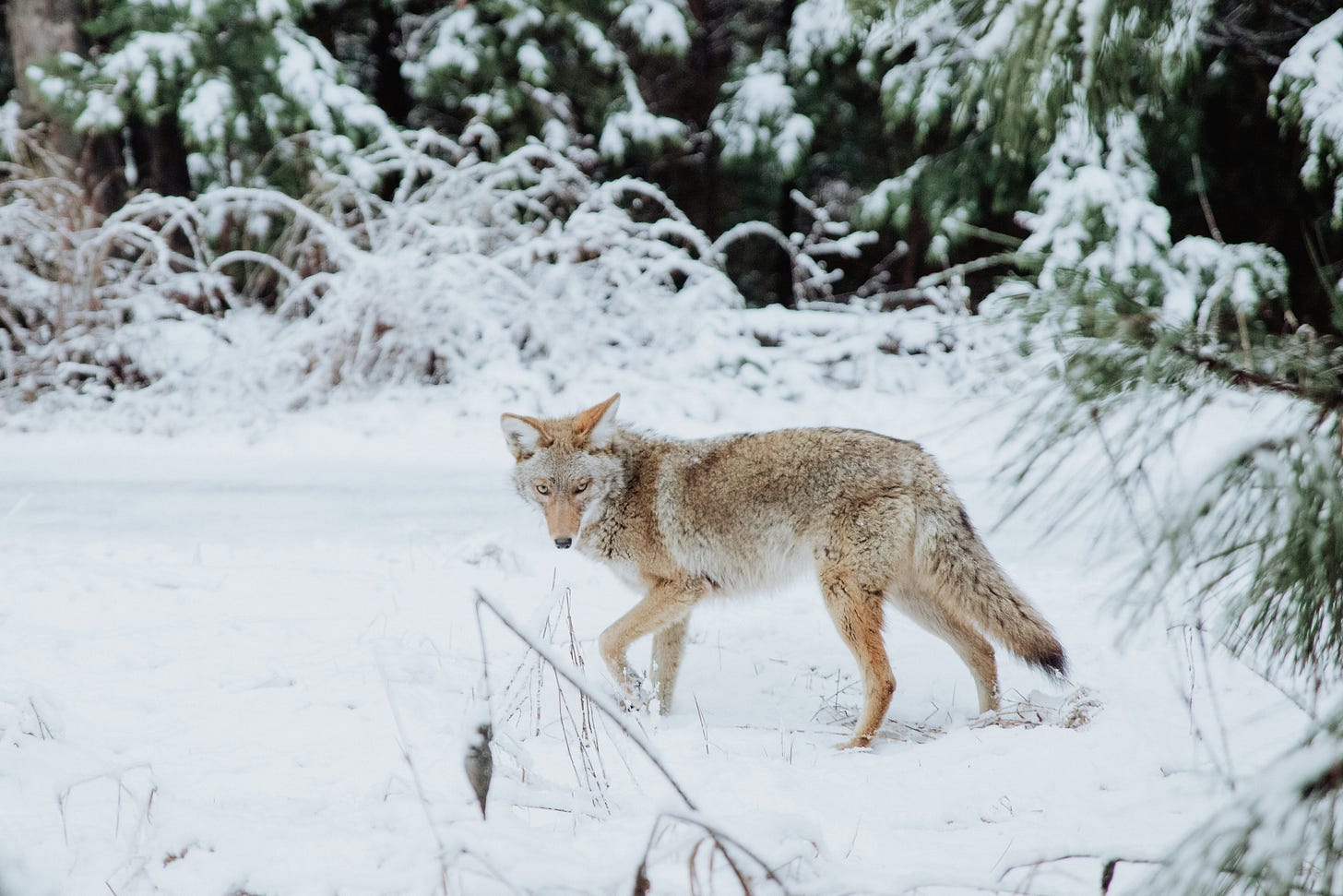 A brown coyote pauses in the center of a winter landscape