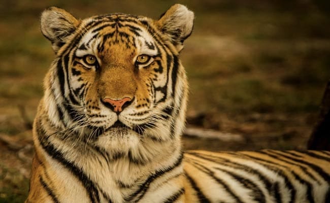 Exciting News: Chhattisgarh to Welcome a New Tiger Reserve!