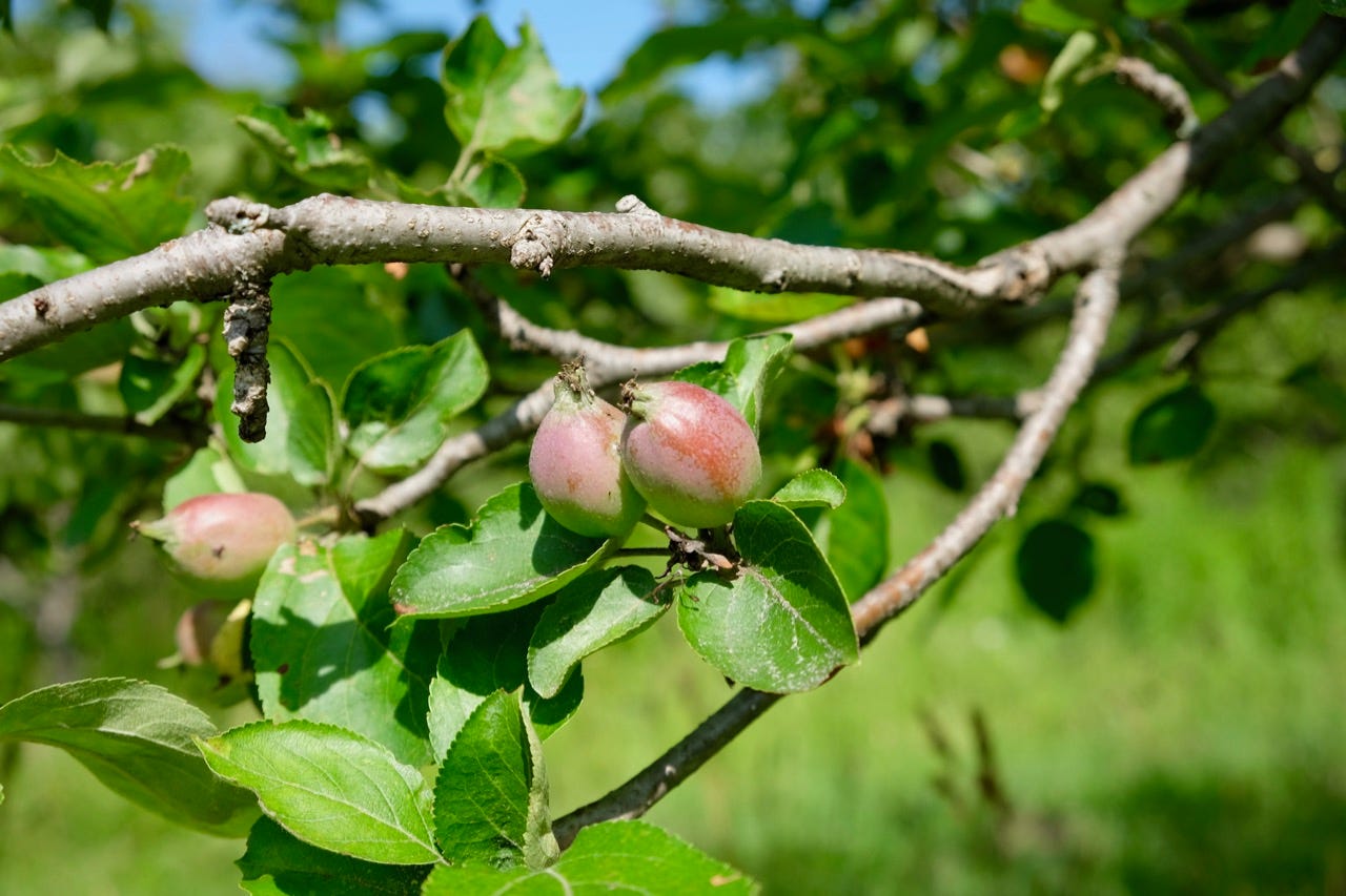 Young apples in the orchard in Waitsfield, Vermont
