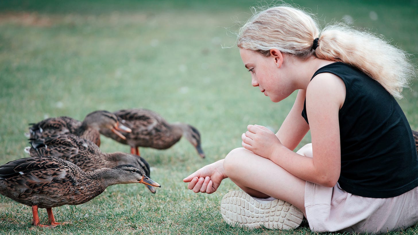 What Do Ducks Eat? Why You Shouldn't Feed Ducks Bread | HowStuffWorks