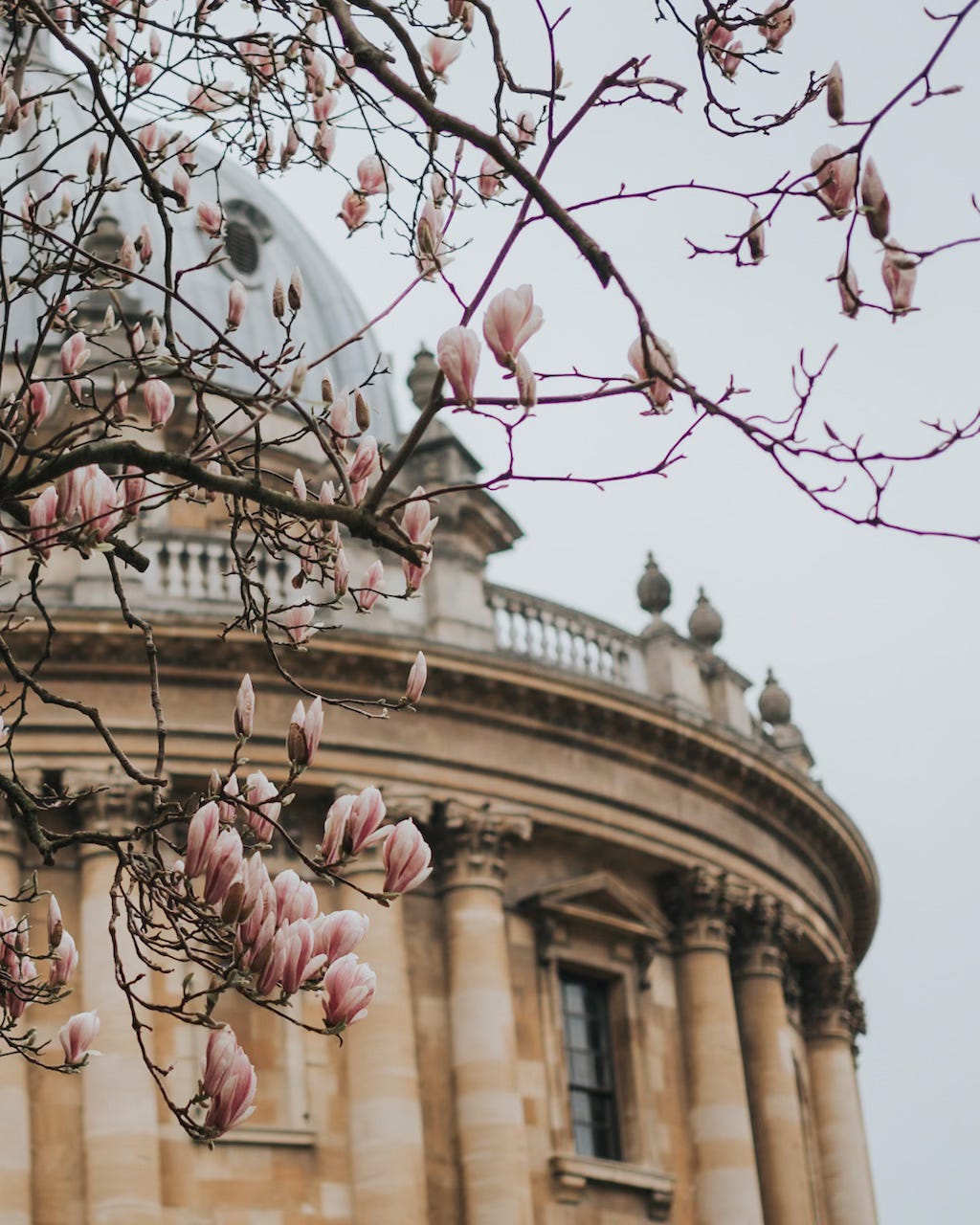 Pink magnolia blossom with Oxford's Radcliffe Camera in the background