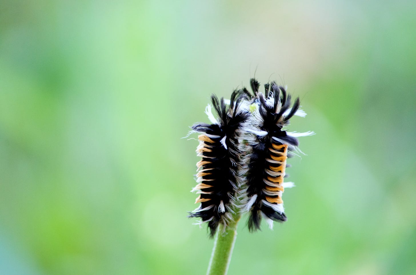 A group of Milkweed Tussock (Tiger Moth) caterpillars munches down a milkweed stem.