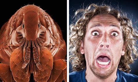 'SUPER' FLEA INVASION: UK to be itching as BILLIONS of pests move in ...