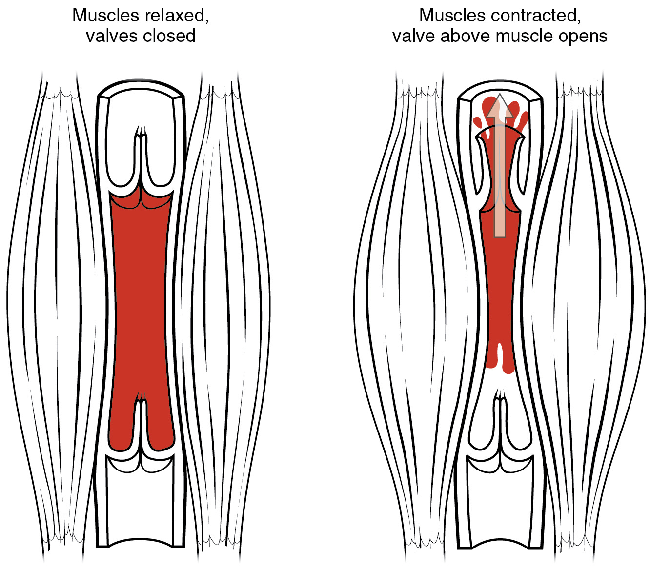 Skeletal muscle pump - Wikipedia
