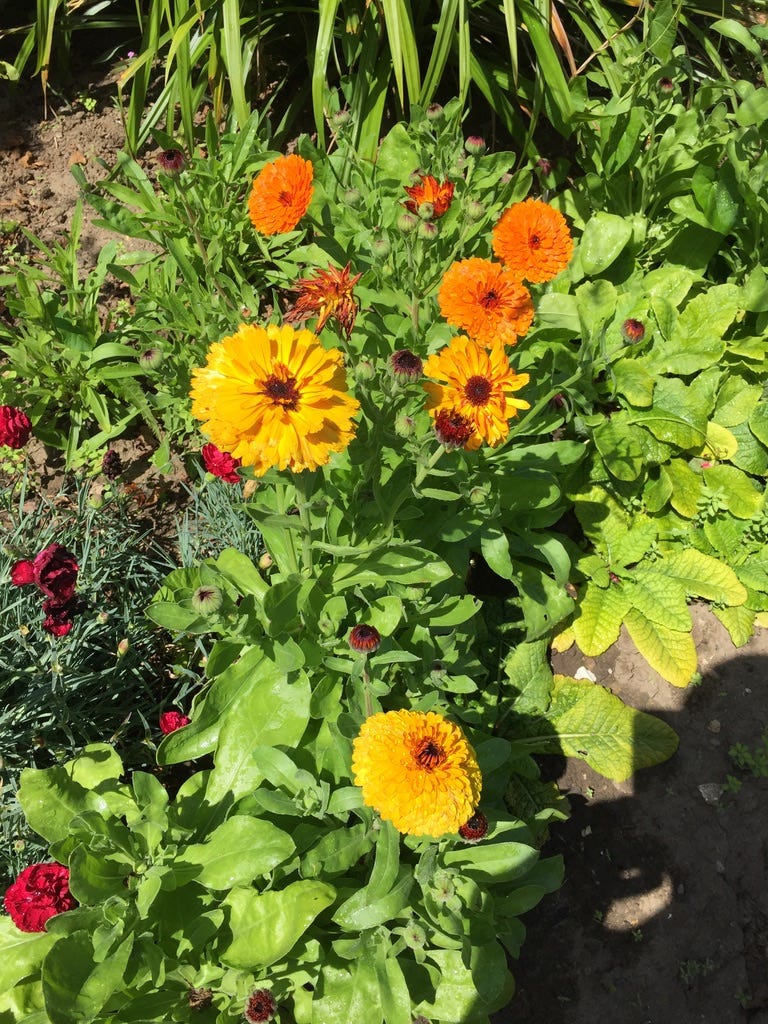 Nuclear view dallas’s Substack