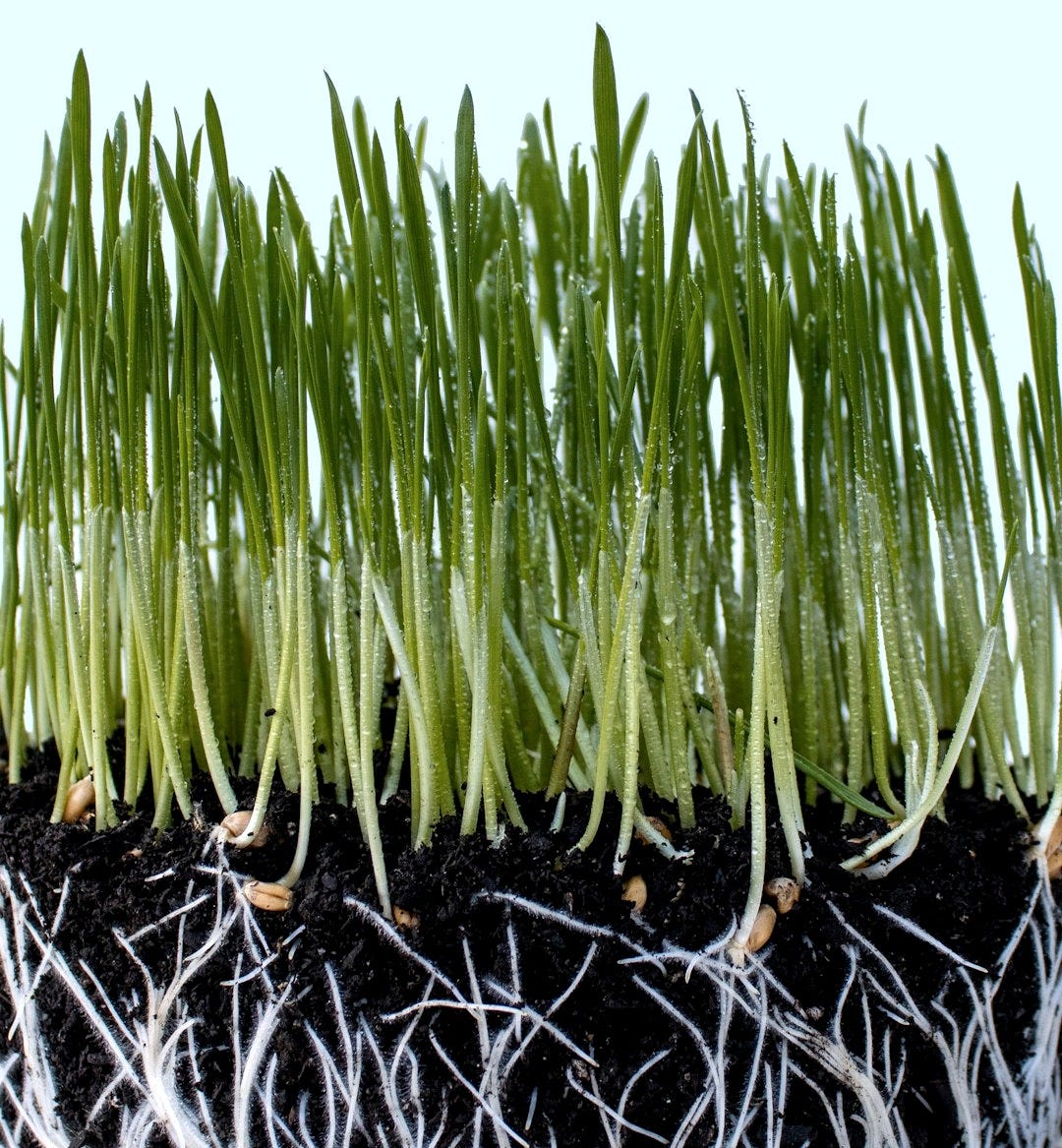 green plant on black soil green plant on black soil