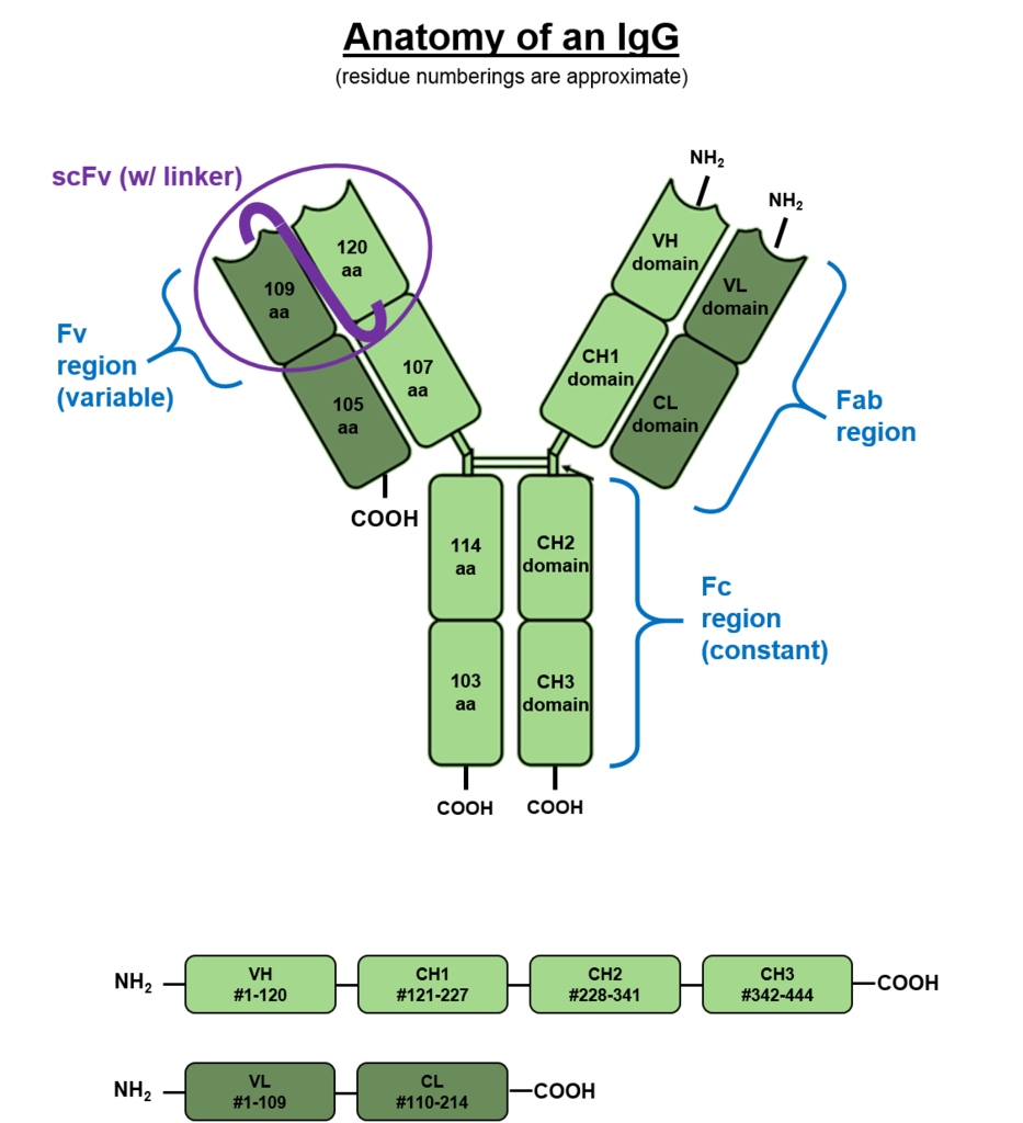 The various regions and domains of a typical IgG