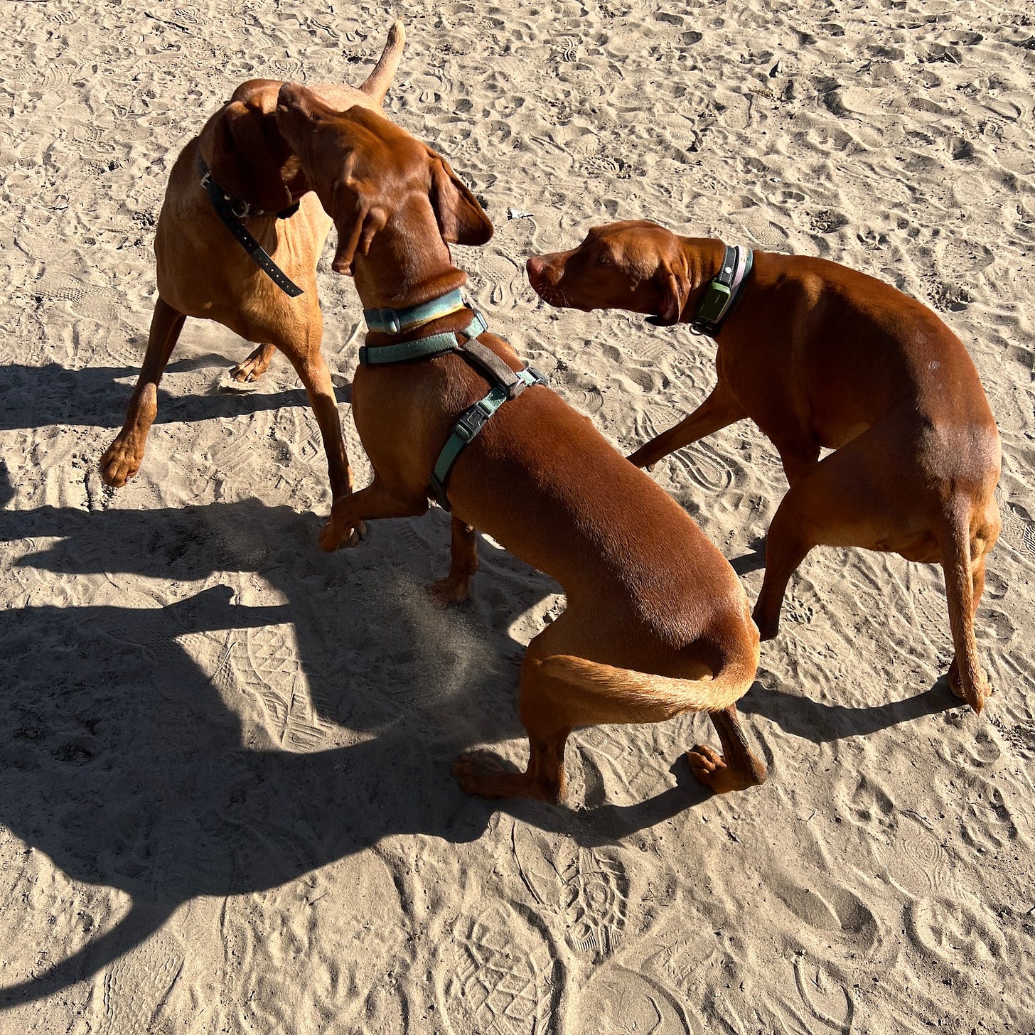 Three vizsla dogs playing in the sand.
