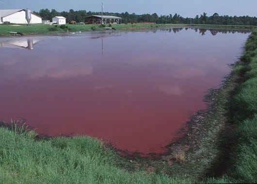 Biogas from Slaughterhouse Wastes Biogas from Slaughterhouse Wastes