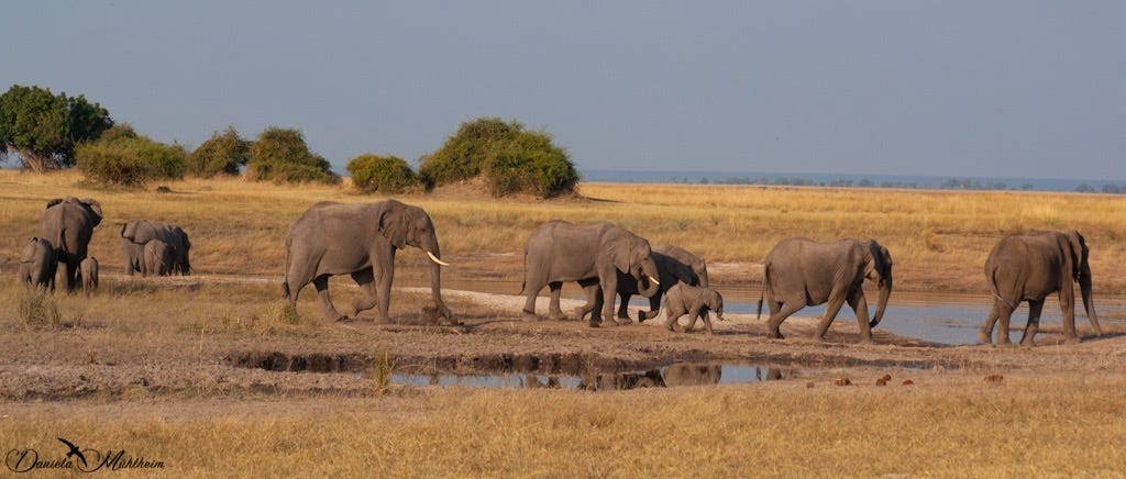 a herd of elephants meeting at a waterhole, baby elephants included