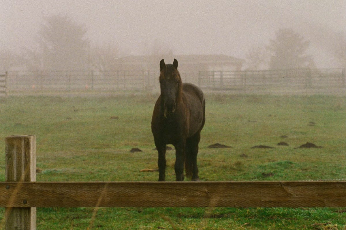 Photo of dark brown horse standing in a green pasture in the fog