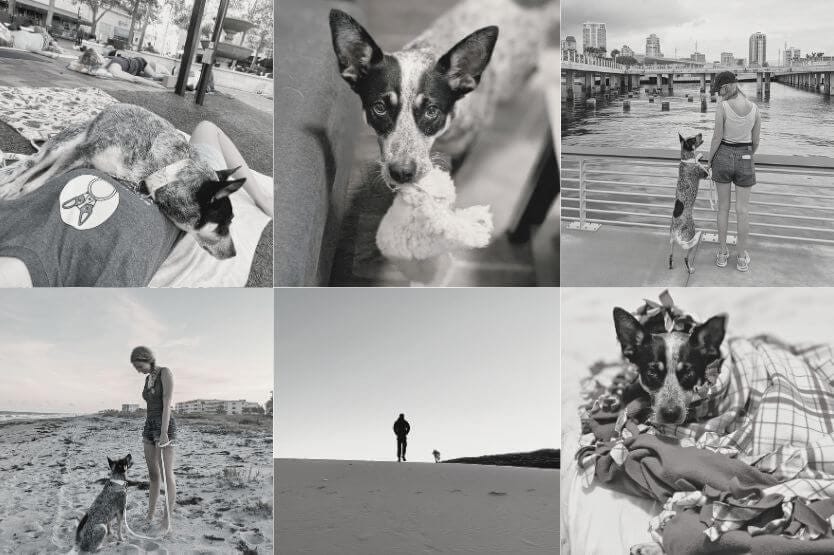 A collage of black and white photos of Scout the blue heeler