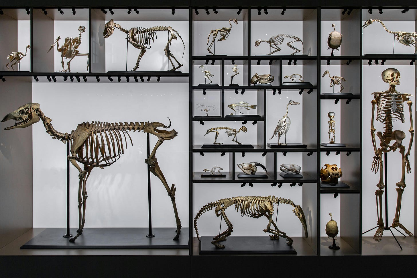 Dinosaur and Human Skeletons · Free Stock Photo