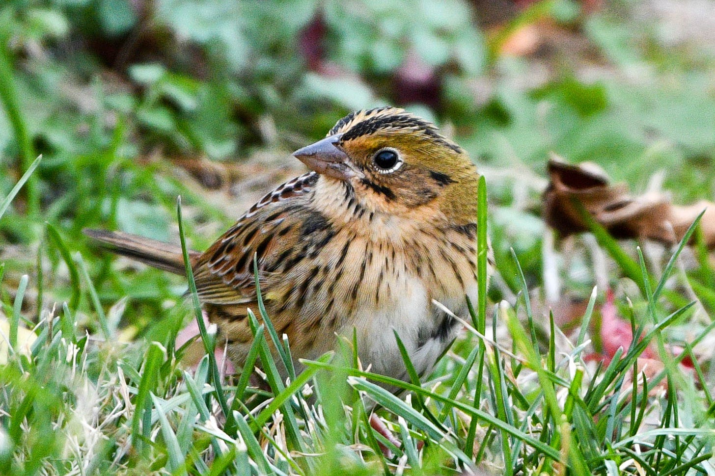 A photo of a Henslow's sparrow in the grass, facing left.