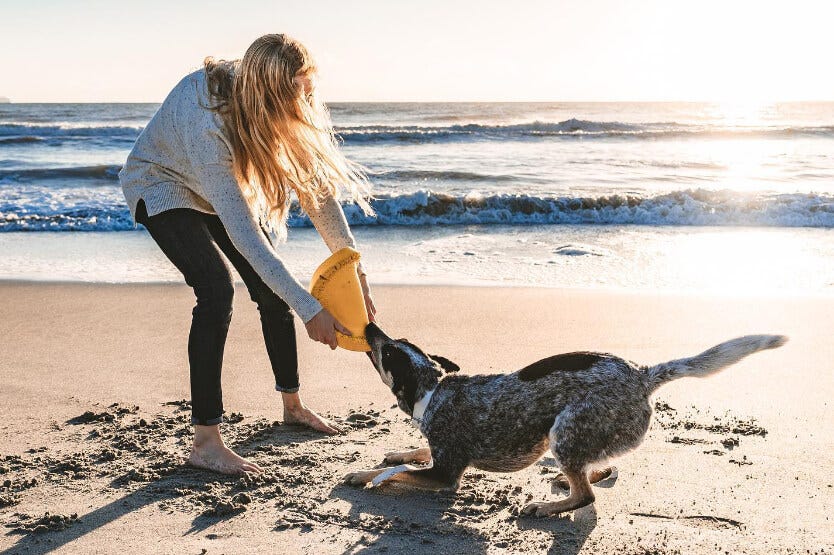 Scout the Australian cattle dog enjoying a game of tug of war with her owner on Cocoa Beach's dog-friendly stretch on Florida's space coast