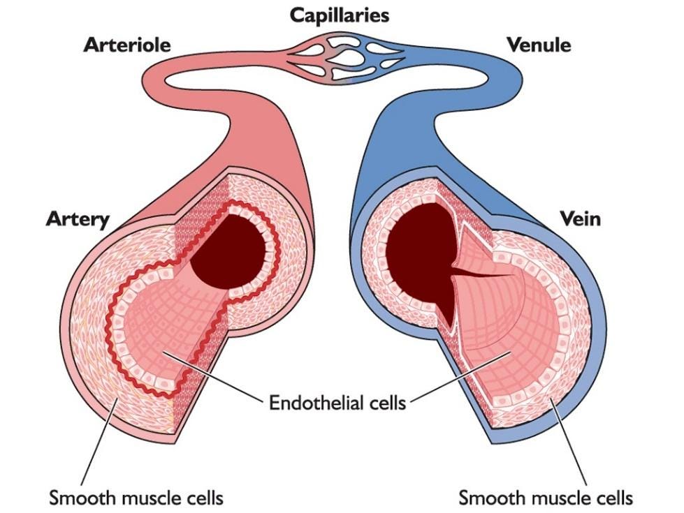 Diagram of basic vasculature anatomy showing larger arteries in red connecting to smaller arterioles before tapering into tiny capillaries, the blood then becomes deoxygenated (represented in blue) as it travels into the venous system via small venioles and larger veins.  Endothelial cells line the vessels.