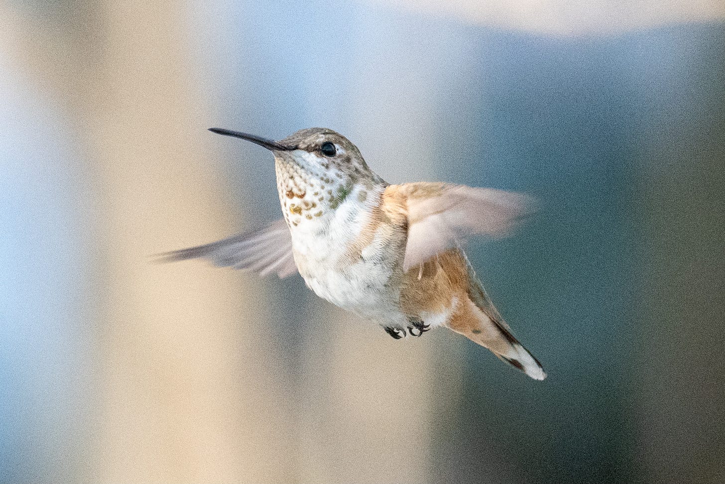A close-up photo of a hummingbird in flight, turned three-quarters toward the viewer, with scallops of green on its white chin and sandy orange coloring under its wings and on its flanks