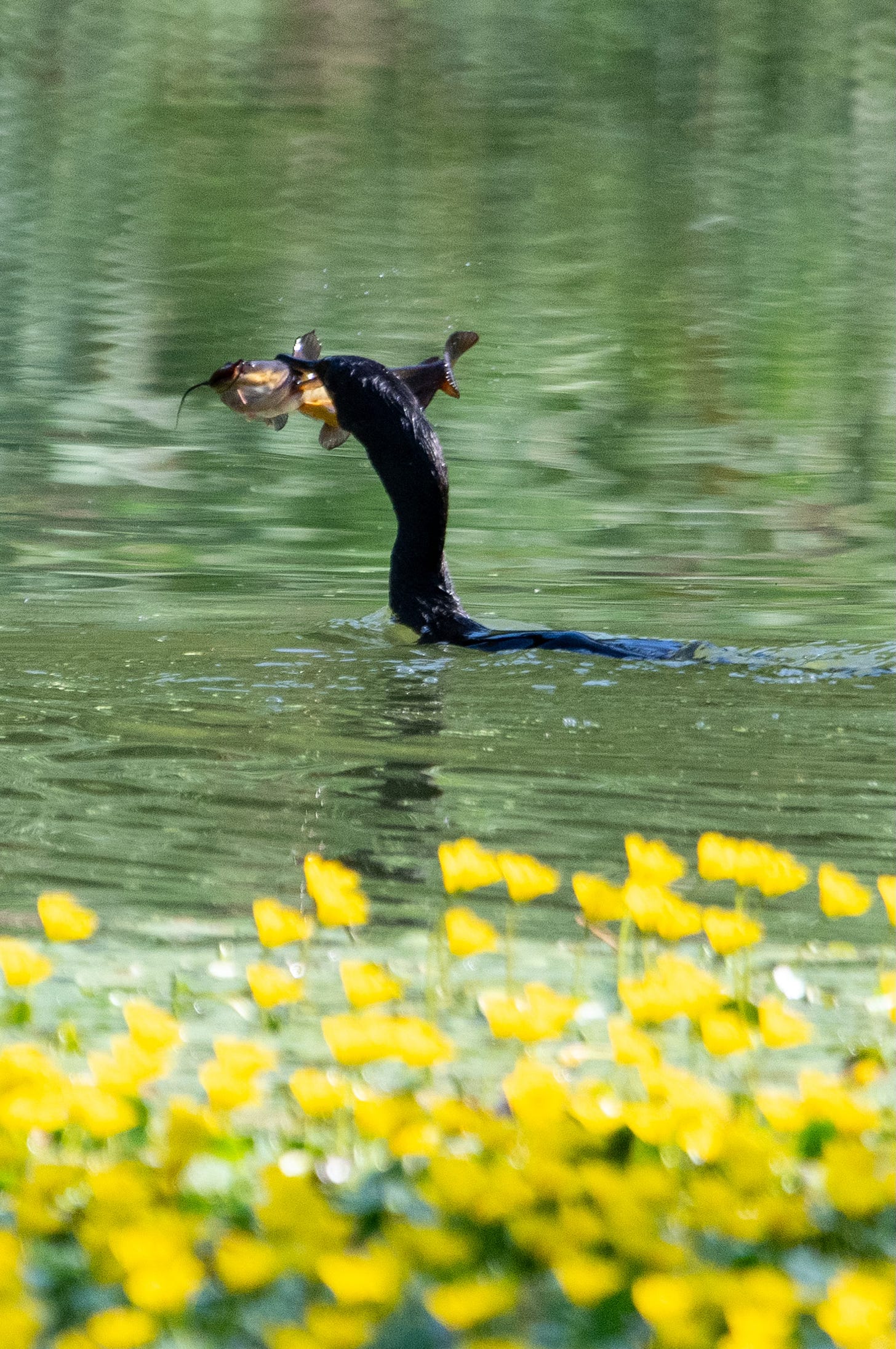 A black bird with a snake-like head holds in its beak, above the surface of green water, a mustachioed catfish with an orange belly