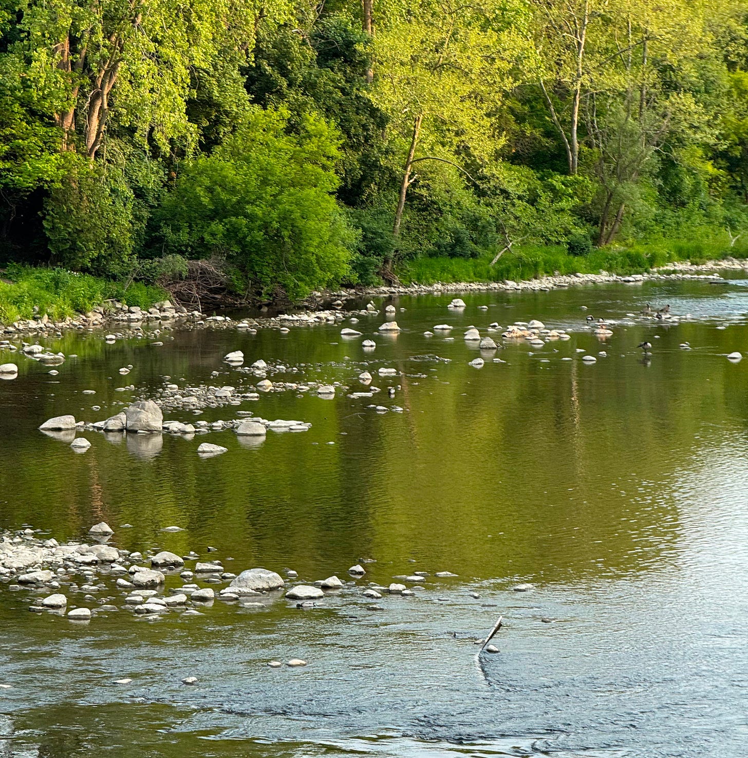 A river, some rocks. And trees.