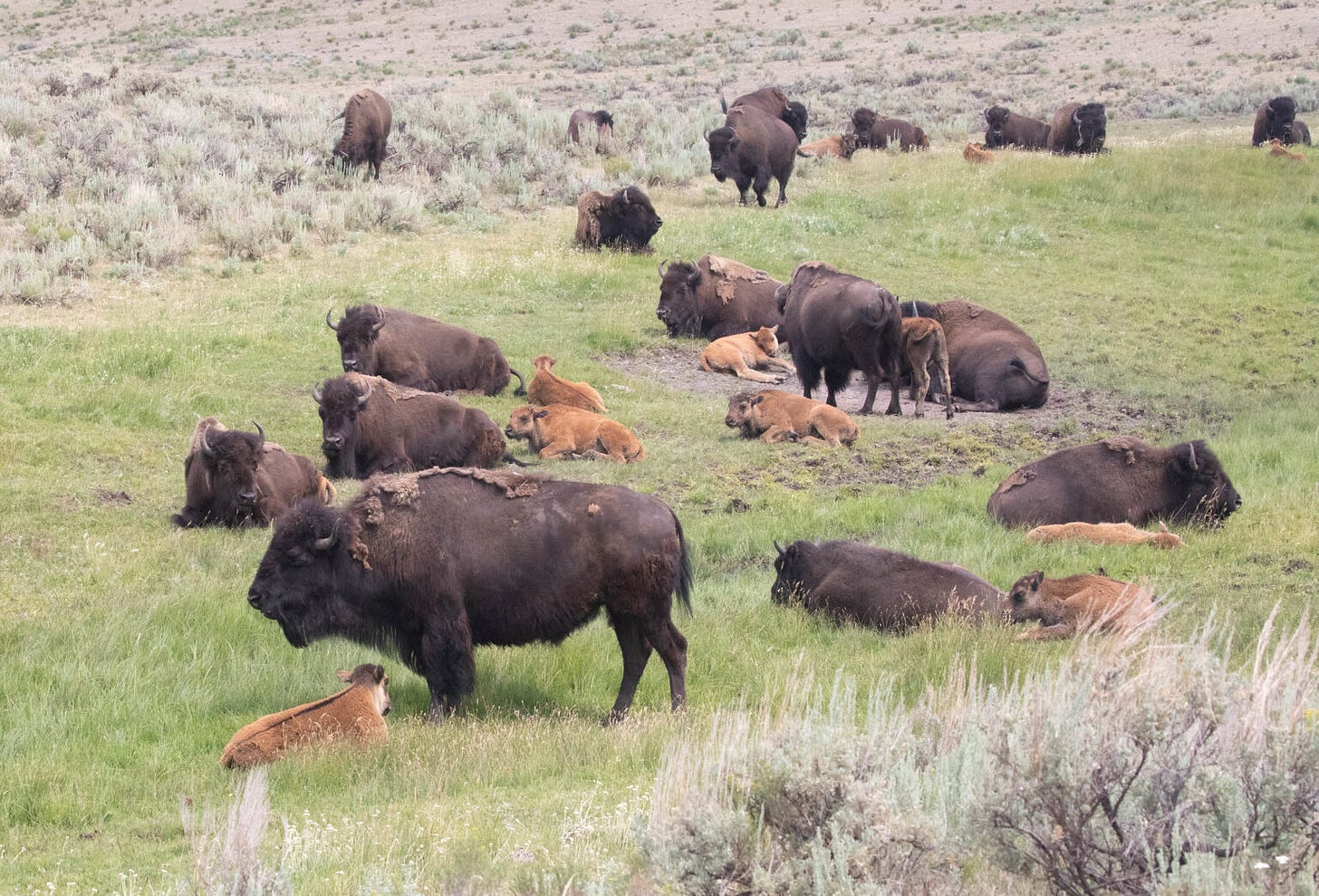 Bison cow/calf herd in Lamar Valley (NPS/Diane Renkin)