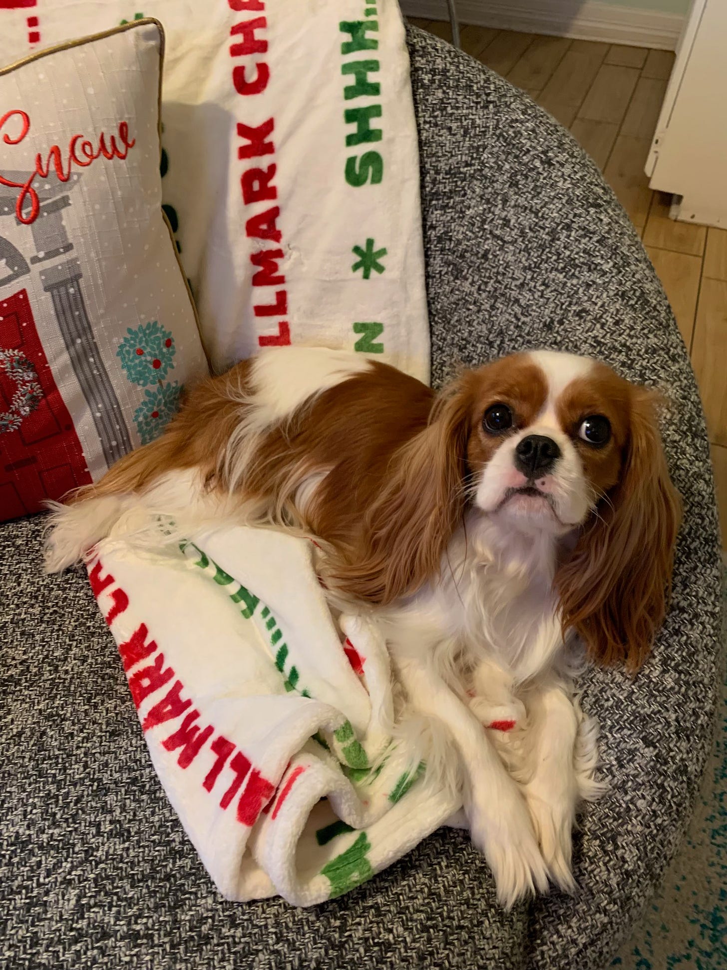 🎄 This email smells like a Christmas tree farm 🎄