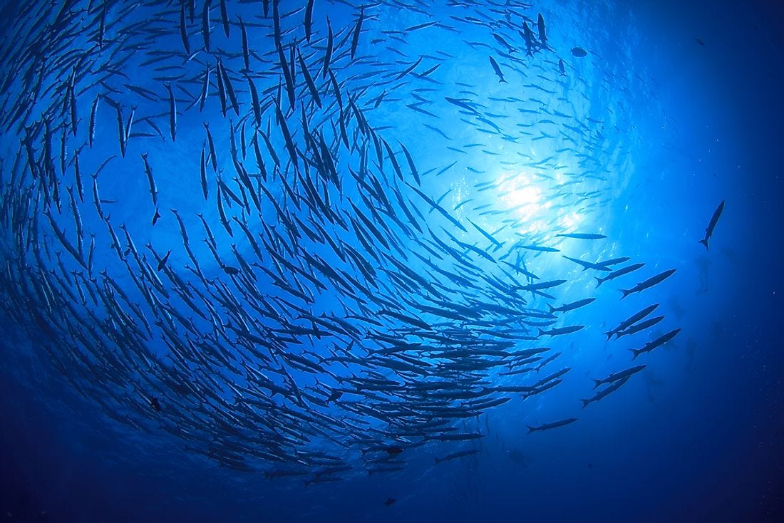 How Many Fish Live in the Ocean? - WorldAtlas