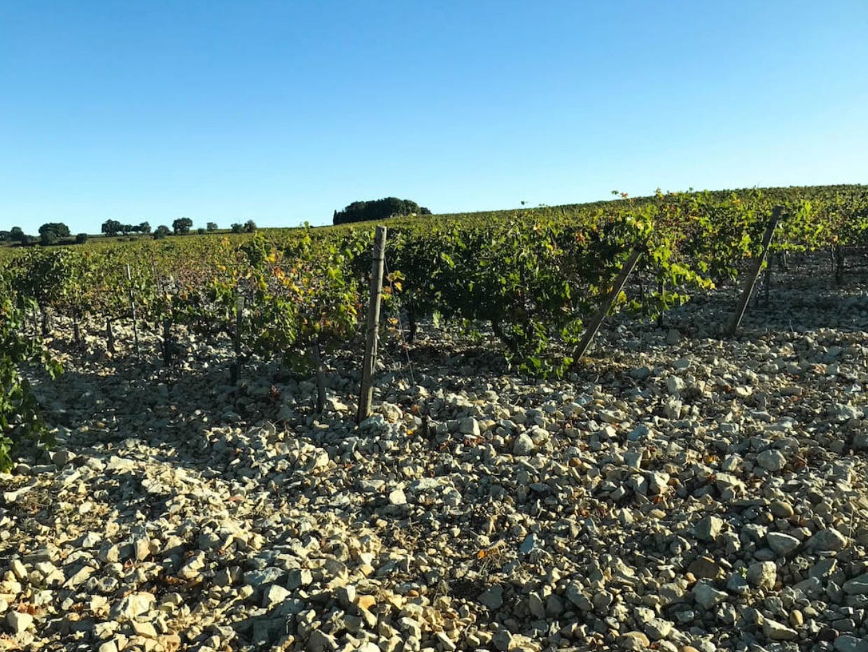 stoney galette soil of Châteauneuf-du-Pape