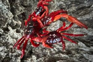 Little is currently known about whether and how Christmas Island’s red crabs might be impacted under the future environmental conditions created by the changing global climate