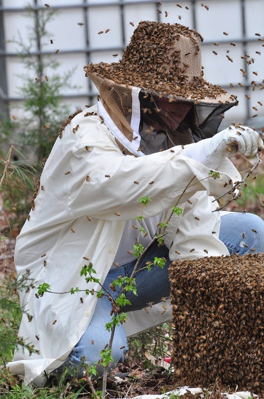 beekeeper with a swarm of bees on their veil