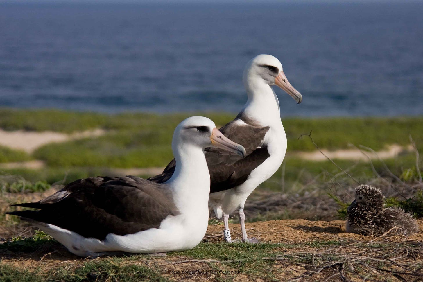 Denby Fawcett: After Albatross Slaughter, Can We Protect Our Wildlife? -  Honolulu Civil Beat