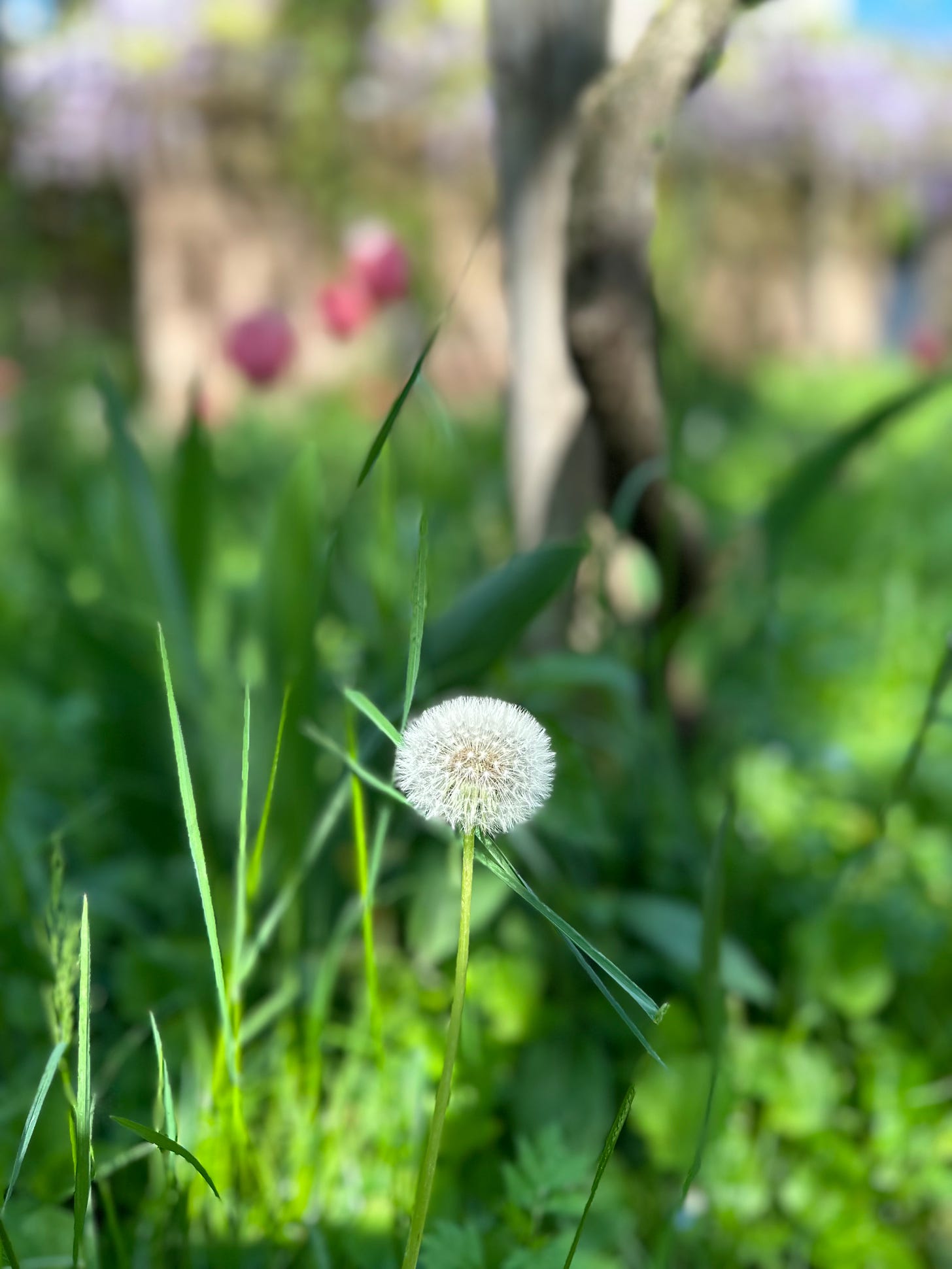 A dandelion clock and blurred tulips