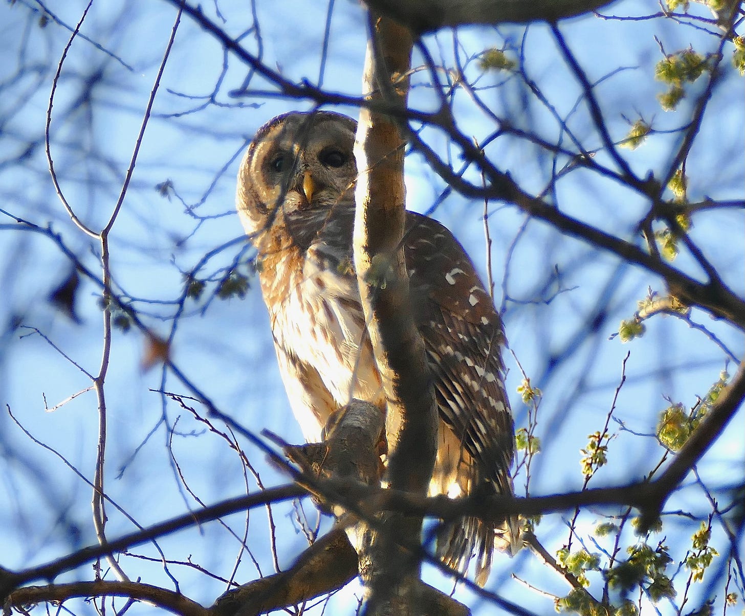 Barred owl in tree