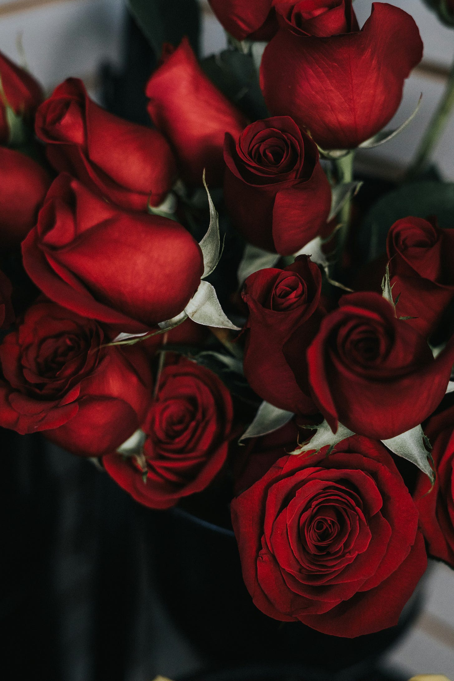 Picture of gloomy red roses