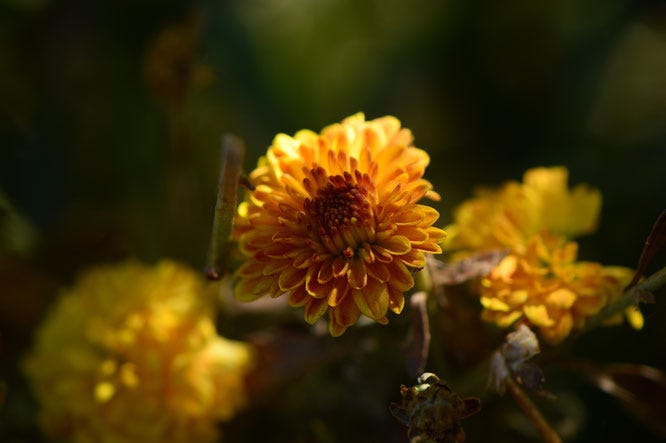 Yellow-bronze chrysanthemums