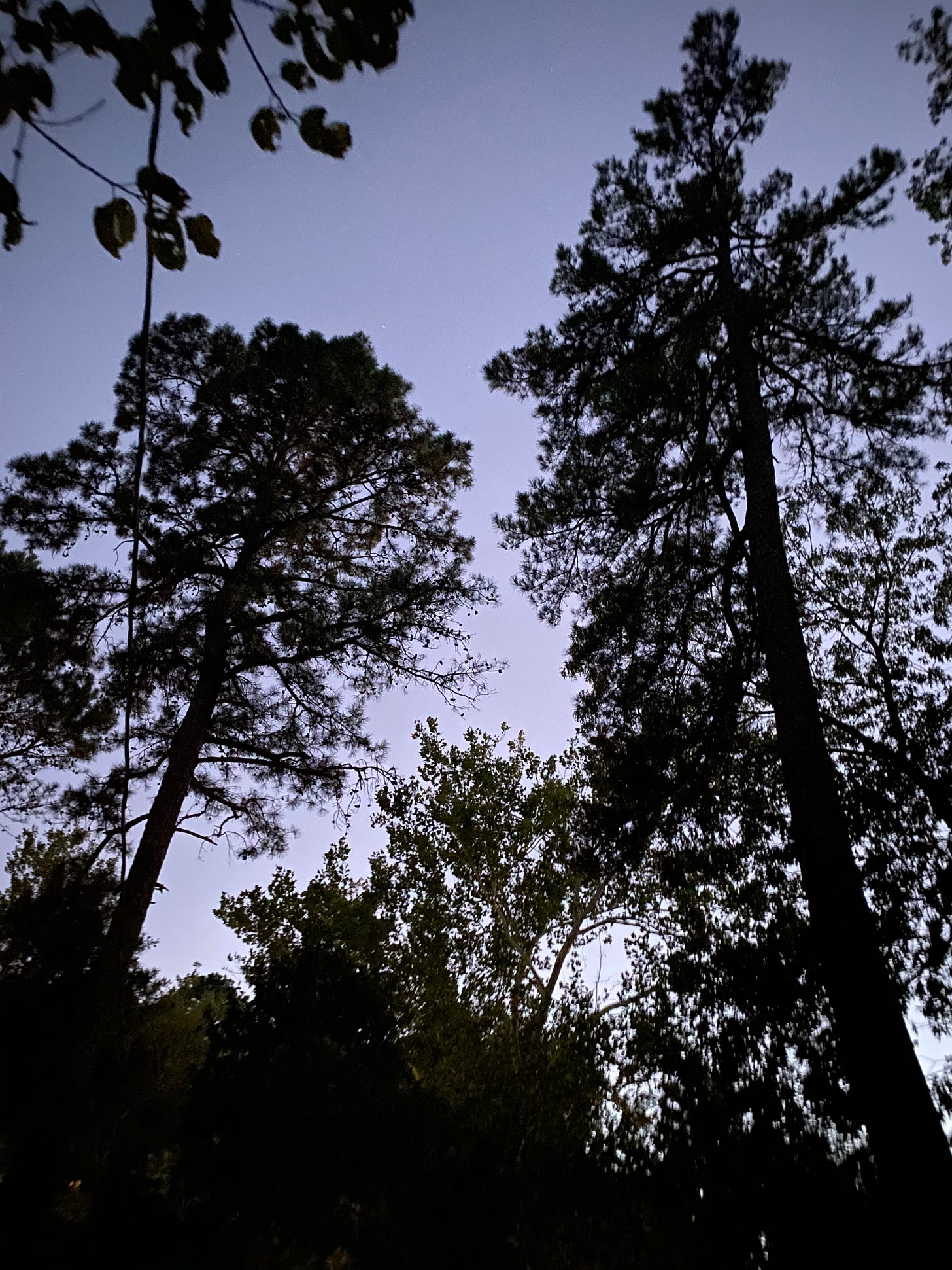 Two loblolly trees at twilight in the Ozark Mountains. Photo by E. Howard