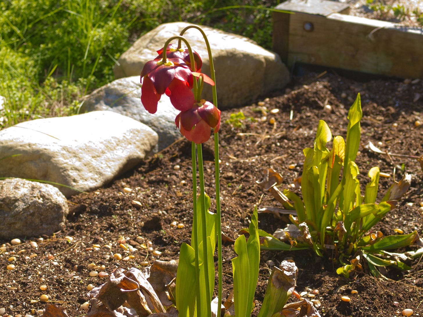 Pitcher plant in bloom