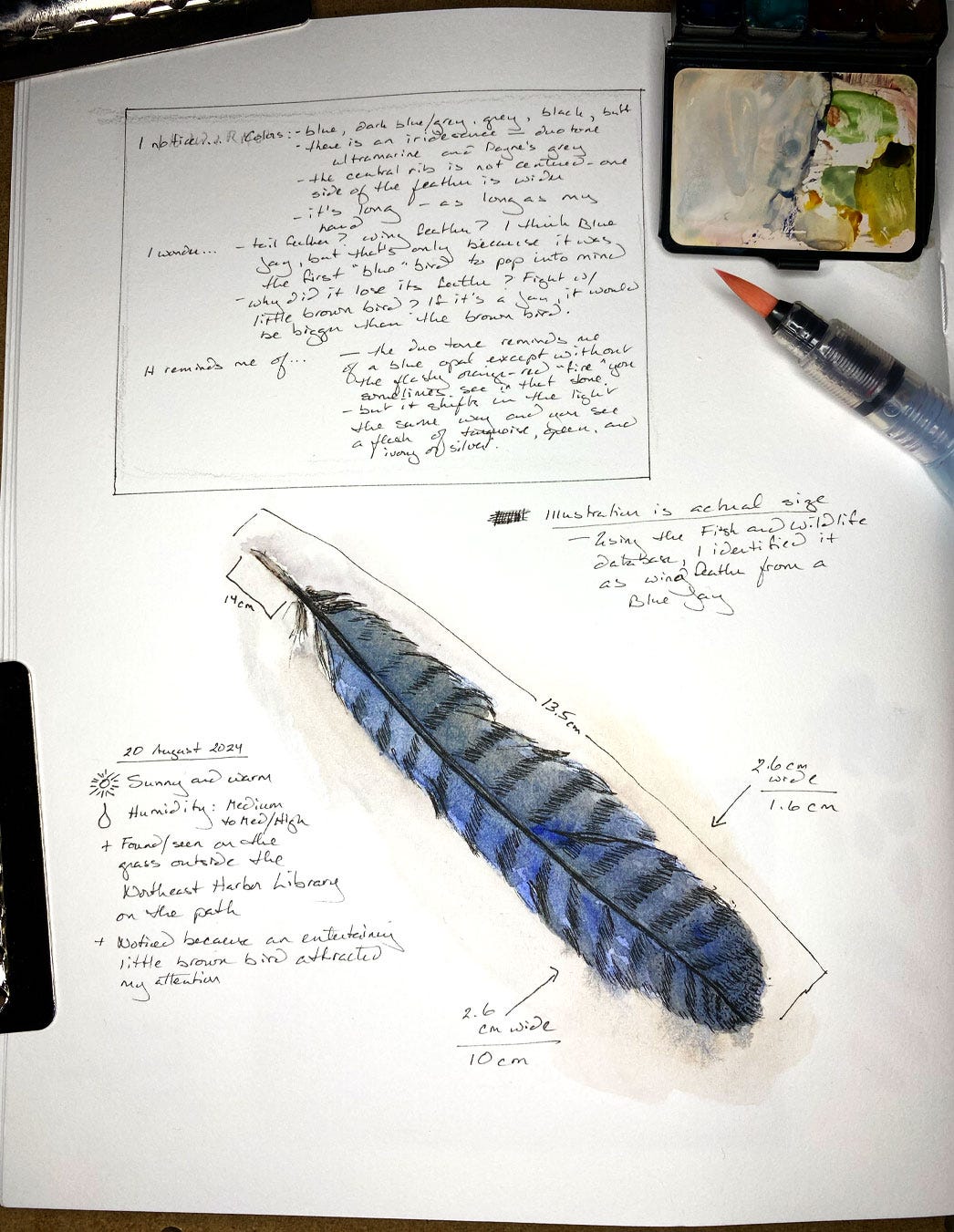 Nature journal page with illustration of a feather and handwritten notes