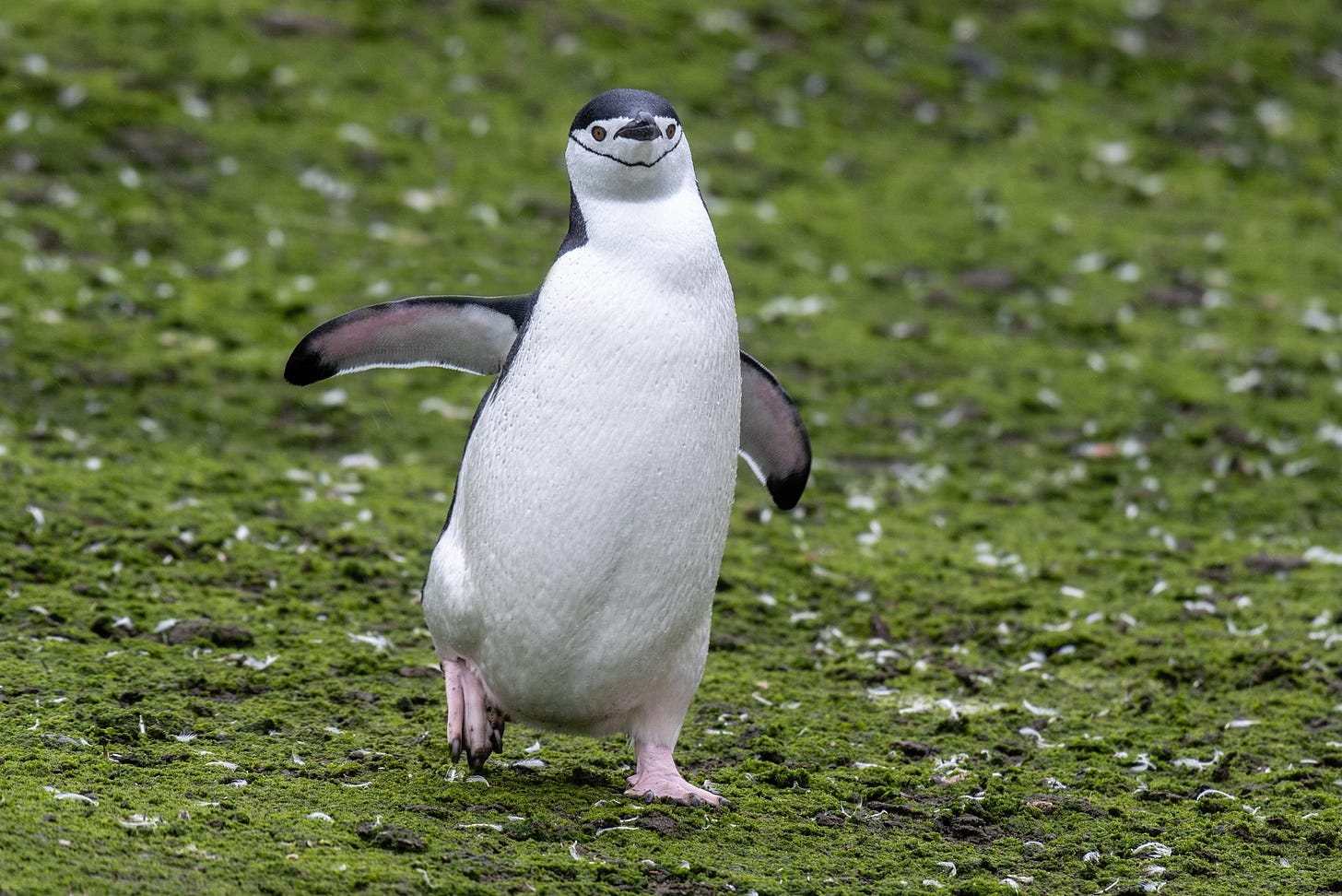 Chinstrap penguin