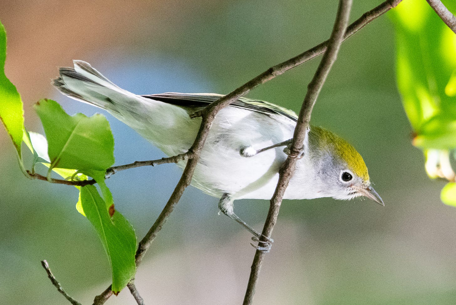 A small bird with a lime-green cap, a distinct white eyering, and a white belly is perched sideways on thin vertical branches