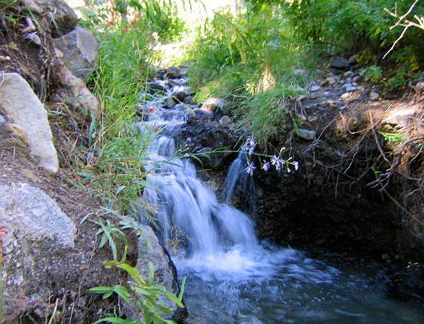 A deeply shaded creek rushes down over rocks, framed by a grassy rocky bank where a few orange and white wildflowers are blooming